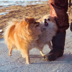 Офигевшие Собаки