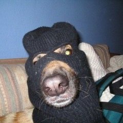 Псина