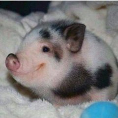 Свин