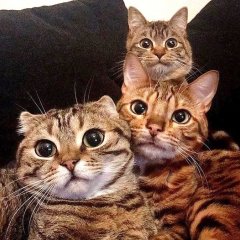 Три кота