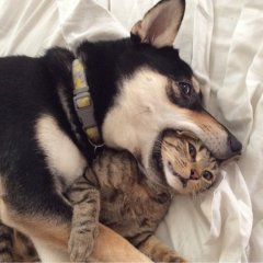 Выплюнь кошку