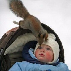 БЕЛКА