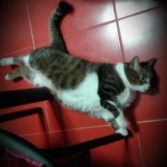 Cat fly