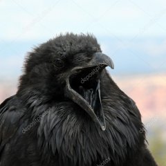 Черный ворон