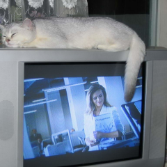Кот лежит на телевизоре
