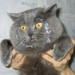 Кот морда сметана