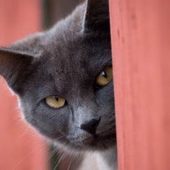 Кот палит