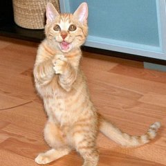 Кот с фигушки