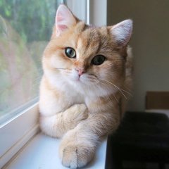 Коть туть