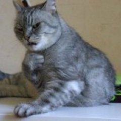 Кот удевленний ахуенний