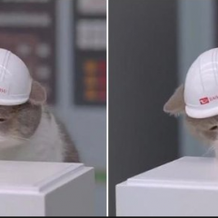 Кот жмет на красную кнопку