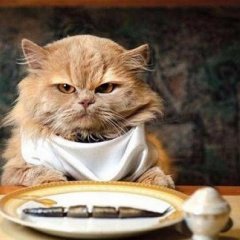 Кот