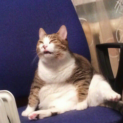 Кот