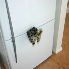 Кот