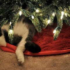 Кот