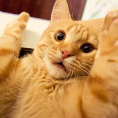 Кот