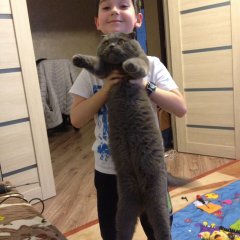 Кот
