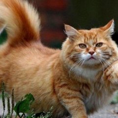 Котэ
