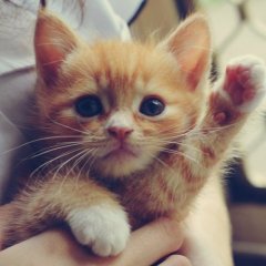 Котик где зига