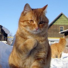 Котик