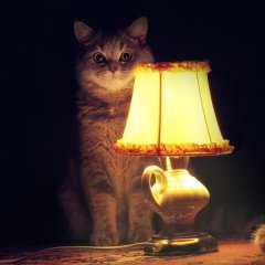 КОТИК