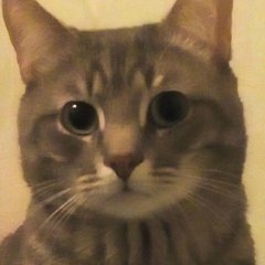 Котя 3000