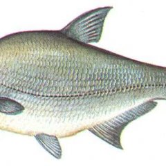 Лещ