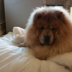 My literal Fluffball lying on a cloud