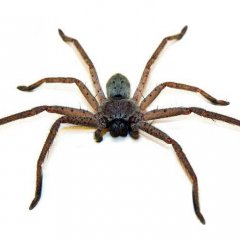 Паук