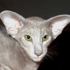 Пушков против