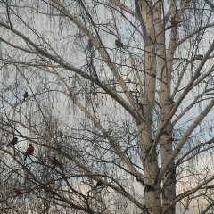 Снегири