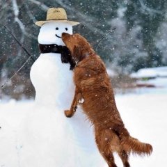 СНЕГОВИК