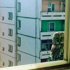 Сова
