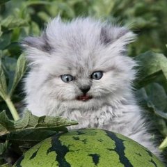 Ывапролдж
