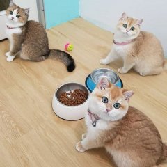 Честно сказать