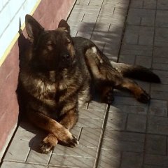 DOG