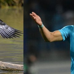 Дзюба баклан