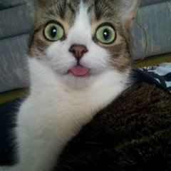 Фанис