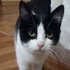 Фывфыв