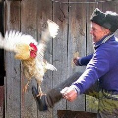 Хохла гонят из чужого огорода