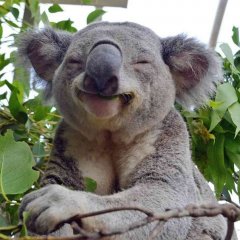 Коала