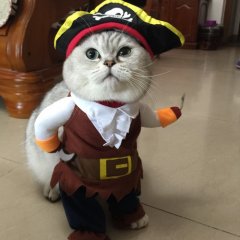 Кот пират