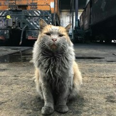 Кот-пролетарий
