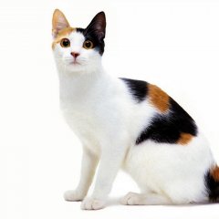 Кот учёный