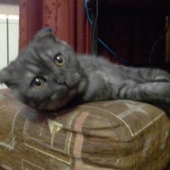 Кот