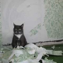 Кот
