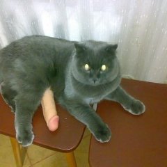 Кот