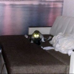 Кот
