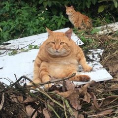 Кот