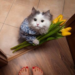 Котик с цветами